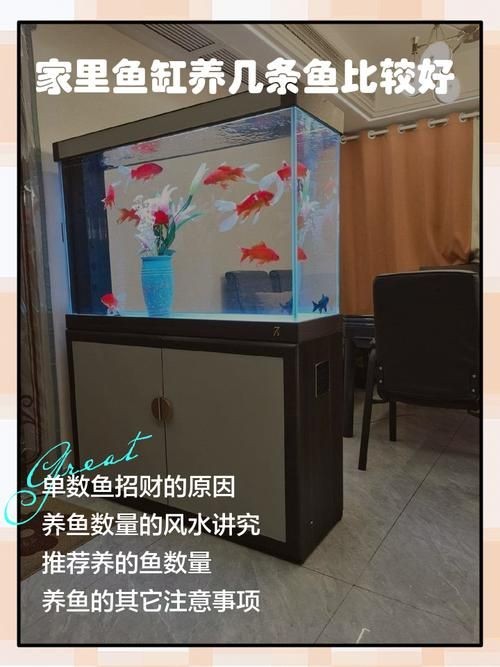 家庭魚缸養(yǎng)魚品種圖片：家庭魚缸選對觀賞魚品種則是打造理想水景的關(guān)鍵