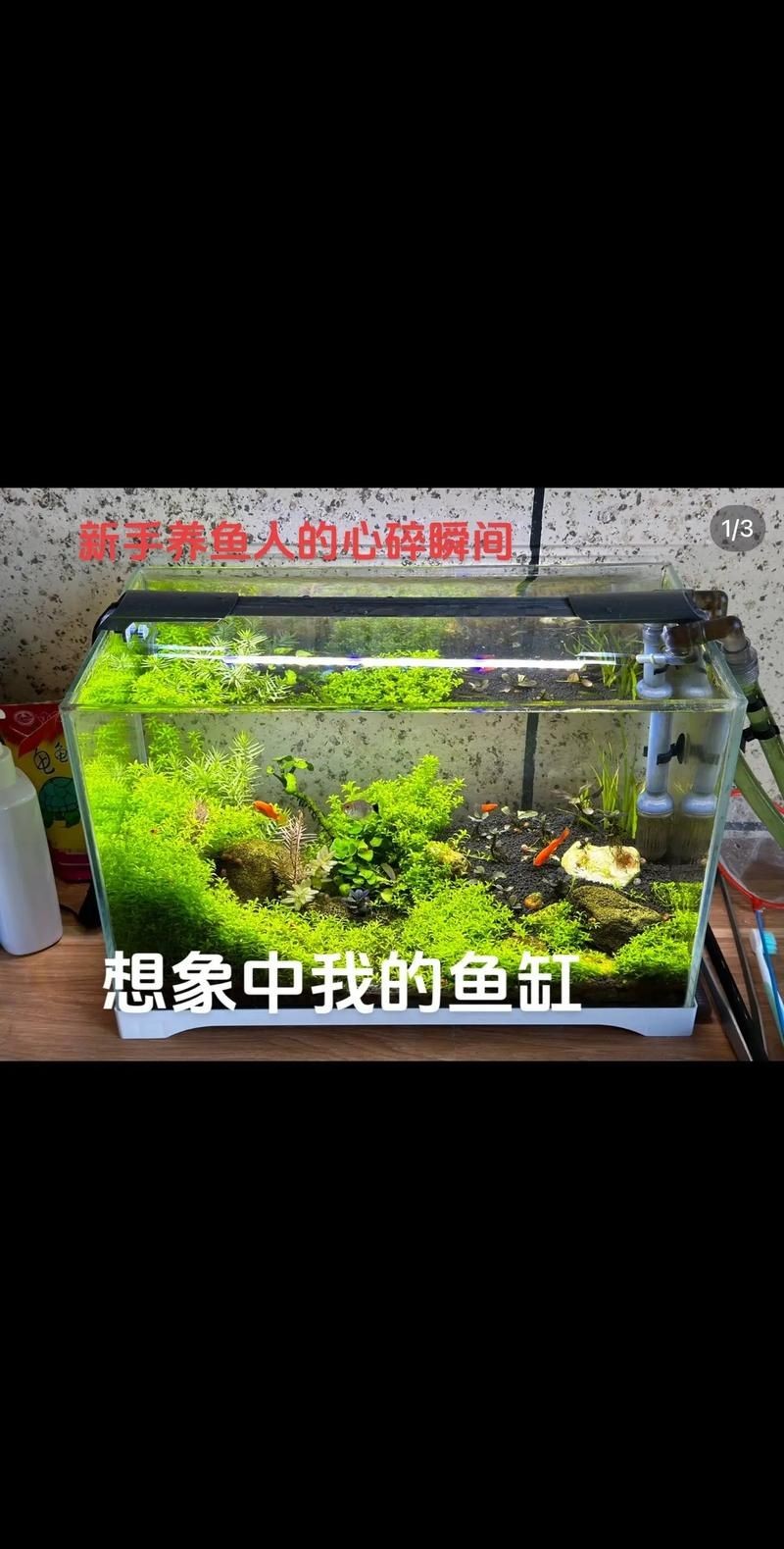 家庭魚缸養魚品種圖片：家庭魚缸選對觀賞魚品種則是打造理想水景的關鍵