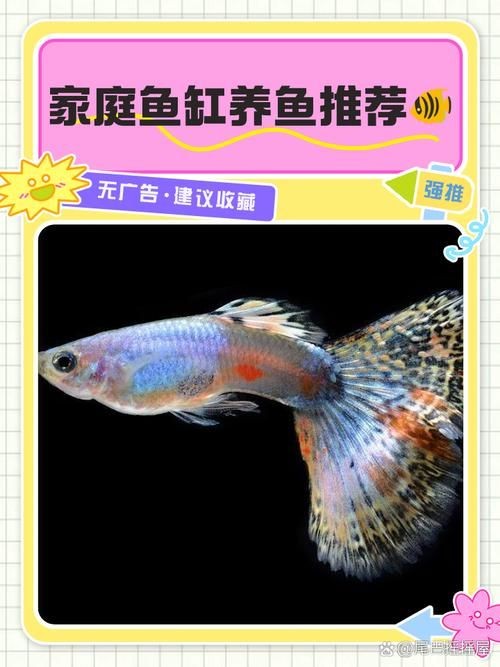 家庭魚缸養(yǎng)魚品種圖片：家庭魚缸選對觀賞魚品種則是打造理想水景的關(guān)鍵