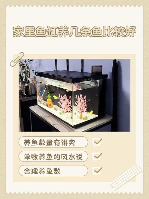 家庭魚缸養魚品種圖片：家庭魚缸選對觀賞魚品種則是打造理想水景的關鍵