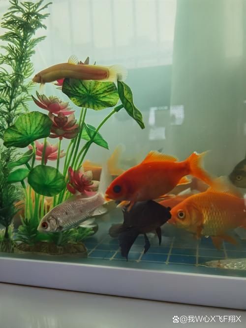 家庭魚缸養(yǎng)魚品種圖片：家庭魚缸選對觀賞魚品種則是打造理想水景的關(guān)鍵