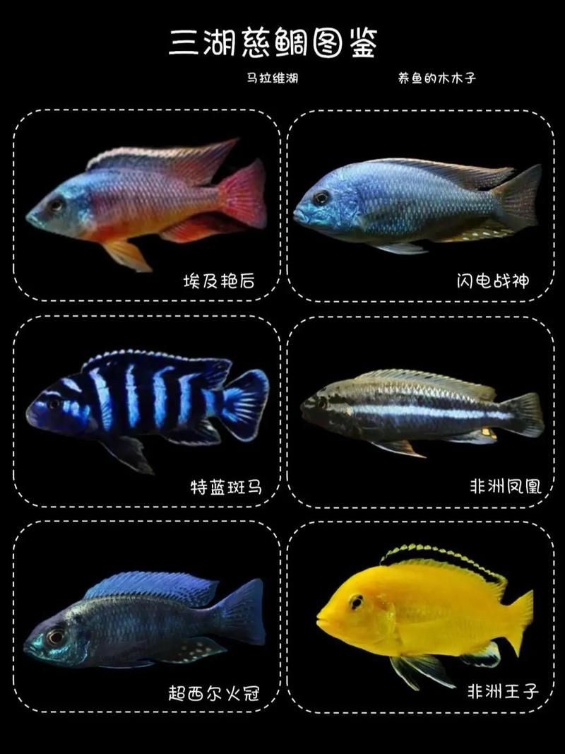 家庭魚缸養(yǎng)魚品種圖片：家庭魚缸選對觀賞魚品種則是打造理想水景的關(guān)鍵