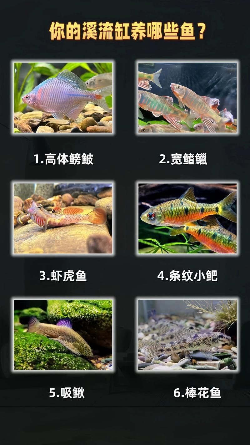 家庭魚缸養魚品種圖片：家庭魚缸選對觀賞魚品種則是打造理想水景的關鍵