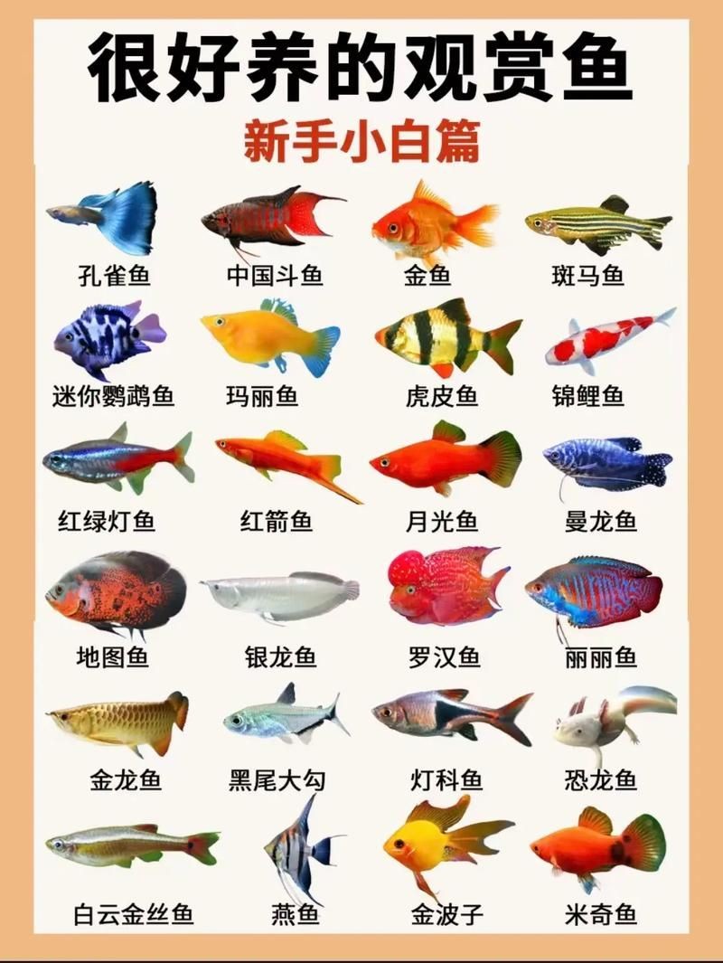 家庭魚缸養(yǎng)魚品種圖片：家庭魚缸選對觀賞魚品種則是打造理想水景的關(guān)鍵