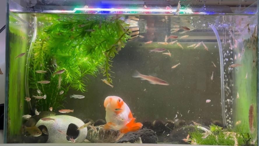 家庭魚缸養(yǎng)魚品種圖片：家庭魚缸選對觀賞魚品種則是打造理想水景的關(guān)鍵