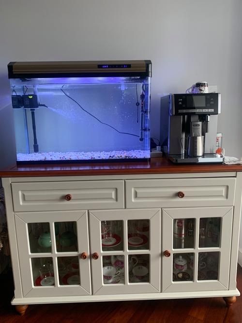 家庭魚缸養(yǎng)魚品種圖片：家庭魚缸選對觀賞魚品種則是打造理想水景的關(guān)鍵
