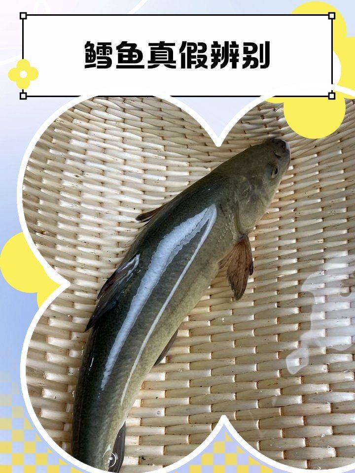 假鱈魚最簡單三個特征：三個簡單特征快速鑒別“假鱈魚”的三個特征快58元