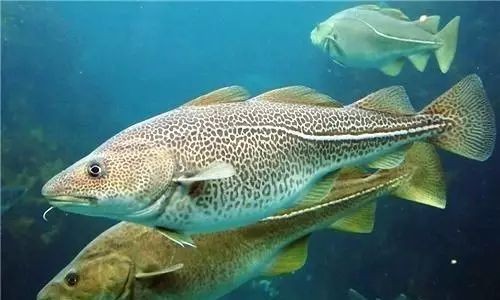 假鱈魚最簡單三個特征：三個簡單特征快速鑒別“假鱈魚”的三個特征快58元