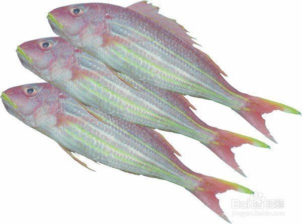 金絲魚是海魚還是淡水魚:春季買魚這5種魚全是野生海魚目前無法人工養殖 龍魚百科 第7張 金絲魚是海魚還是淡水魚:春季買魚這5種魚全是野生海魚目前無法人工養殖 金絲魚是海魚還是淡水魚:春季買魚這5種魚全是野生海魚目前無法人工養殖 龍魚百科 第7張