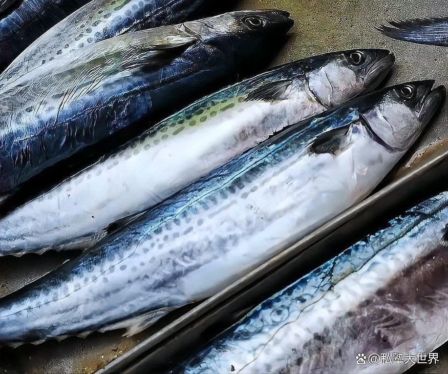 金絲魚是海魚還是淡水魚:春季買魚這5種魚全是野生海魚目前無法人工養殖 龍魚百科 第3張 金絲魚是海魚還是淡水魚:春季買魚這5種魚全是野生海魚目前無法人工養殖 金絲魚是海魚還是淡水魚:春季買魚這5種魚全是野生海魚目前無法人工養殖 龍魚百科 第3張