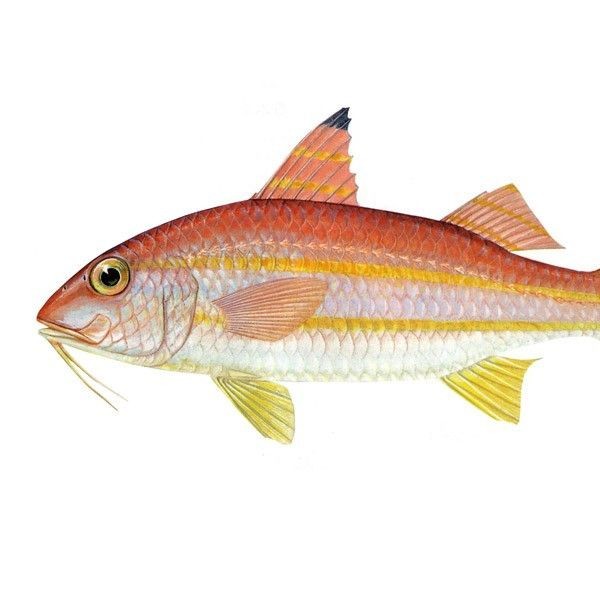金絲魚是海魚還是淡水魚:春季買魚這5種魚全是野生海魚目前無法人工養殖 龍魚百科 第1張 金絲魚是海魚還是淡水魚:春季買魚這5種魚全是野生海魚目前無法人工養殖 金絲魚是海魚還是淡水魚:春季買魚這5種魚全是野生海魚目前無法人工養殖 龍魚百科 第1張