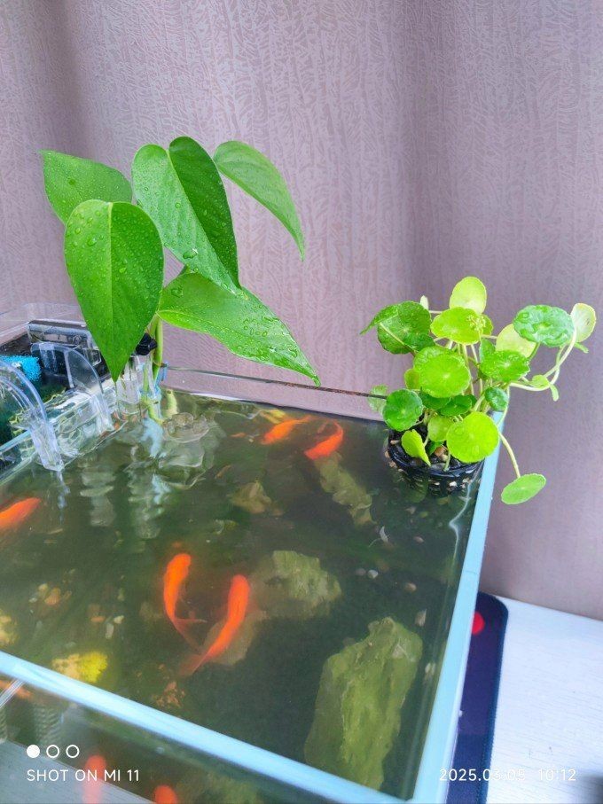 德州魚缸維護：德州地區的魚缸維護需要因地制宜地制宜地制宜地調整策略