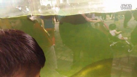 海象魚(yú)視頻：優(yōu)酷海象魚(yú)的視頻有哪些優(yōu)酷海象魚(yú)的視頻有哪些