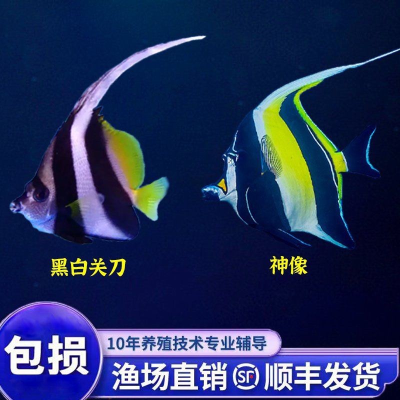 關刀魚好還是赤荔鳳冠好：關刀魚與赤荔鳳冠孰優