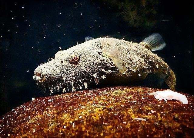 狗頭魚喜歡什么水質(zhì)：狗頭魚飼養(yǎng)指南