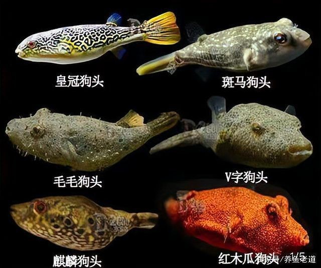 狗頭魚小的多錢：小型狗頭魚的價格是多少？