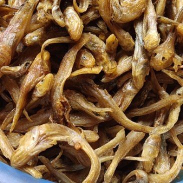 狗頭魚小的多錢：小型狗頭魚的價格是多少？