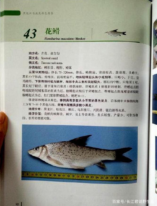 廣東淡水魚一覽表:廣東地區淡水魚類資源豐富,珠江流域四大家魚與全國通用版有所不同 全國水族館企業名錄 第16張 廣東淡水魚一覽表:廣東地區淡水魚類資源豐富,珠江流域四大家魚與全國通用版有所不同 廣東淡水魚一覽表:廣東地區淡水魚類資源豐富,珠江流域四大家魚與全國通用版有所不同 全國水族館企業名錄 第16張