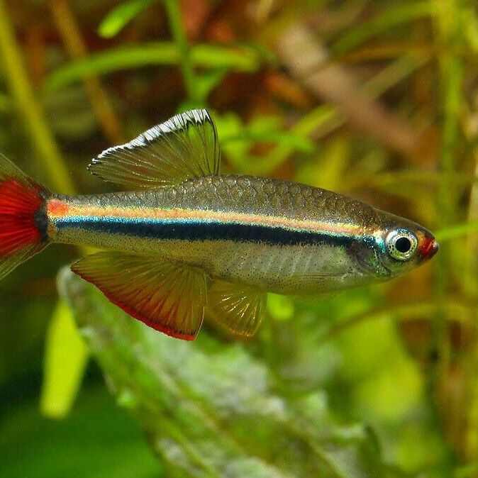 廣東淡水魚一覽表:廣東地區淡水魚類資源豐富,珠江流域四大家魚與全國通用版有所不同 全國水族館企業名錄 第10張 廣東淡水魚一覽表:廣東地區淡水魚類資源豐富,珠江流域四大家魚與全國通用版有所不同 廣東淡水魚一覽表:廣東地區淡水魚類資源豐富,珠江流域四大家魚與全國通用版有所不同 全國水族館企業名錄 第10張