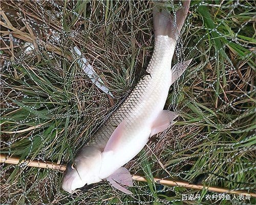 廣東淡水魚一覽表:廣東地區淡水魚類資源豐富,珠江流域四大家魚與全國通用版有所不同 全國水族館企業名錄 第24張 廣東淡水魚一覽表:廣東地區淡水魚類資源豐富,珠江流域四大家魚與全國通用版有所不同 廣東淡水魚一覽表:廣東地區淡水魚類資源豐富,珠江流域四大家魚與全國通用版有所不同 全國水族館企業名錄 第24張