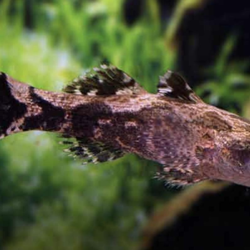 廣東淡水魚一覽表:廣東地區淡水魚類資源豐富,珠江流域四大家魚與全國通用版有所不同 全國水族館企業名錄 第18張 廣東淡水魚一覽表:廣東地區淡水魚類資源豐富,珠江流域四大家魚與全國通用版有所不同 廣東淡水魚一覽表:廣東地區淡水魚類資源豐富,珠江流域四大家魚與全國通用版有所不同 全國水族館企業名錄 第18張