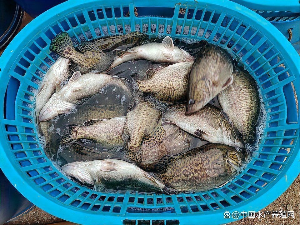 廣東淡水魚一覽表:廣東地區淡水魚類資源豐富,珠江流域四大家魚與全國通用版有所不同 全國水族館企業名錄 第20張 廣東淡水魚一覽表:廣東地區淡水魚類資源豐富,珠江流域四大家魚與全國通用版有所不同 廣東淡水魚一覽表:廣東地區淡水魚類資源豐富,珠江流域四大家魚與全國通用版有所不同 全國水族館企業名錄 第20張