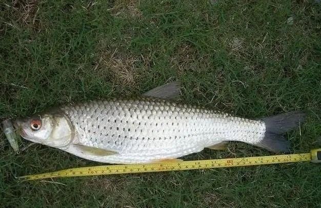 廣東淡水魚一覽表:廣東地區淡水魚類資源豐富,珠江流域四大家魚與全國通用版有所不同 全國水族館企業名錄 第22張 廣東淡水魚一覽表:廣東地區淡水魚類資源豐富,珠江流域四大家魚與全國通用版有所不同 廣東淡水魚一覽表:廣東地區淡水魚類資源豐富,珠江流域四大家魚與全國通用版有所不同 全國水族館企業名錄 第22張
