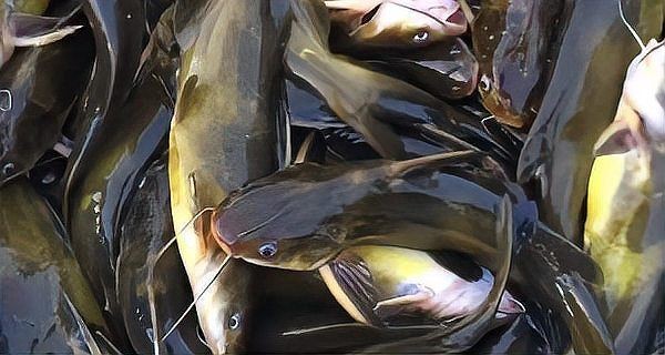 廣東淡水魚一覽表:廣東地區淡水魚類資源豐富,珠江流域四大家魚與全國通用版有所不同 全國水族館企業名錄 第26張 廣東淡水魚一覽表:廣東地區淡水魚類資源豐富,珠江流域四大家魚與全國通用版有所不同 廣東淡水魚一覽表:廣東地區淡水魚類資源豐富,珠江流域四大家魚與全國通用版有所不同 全國水族館企業名錄 第26張