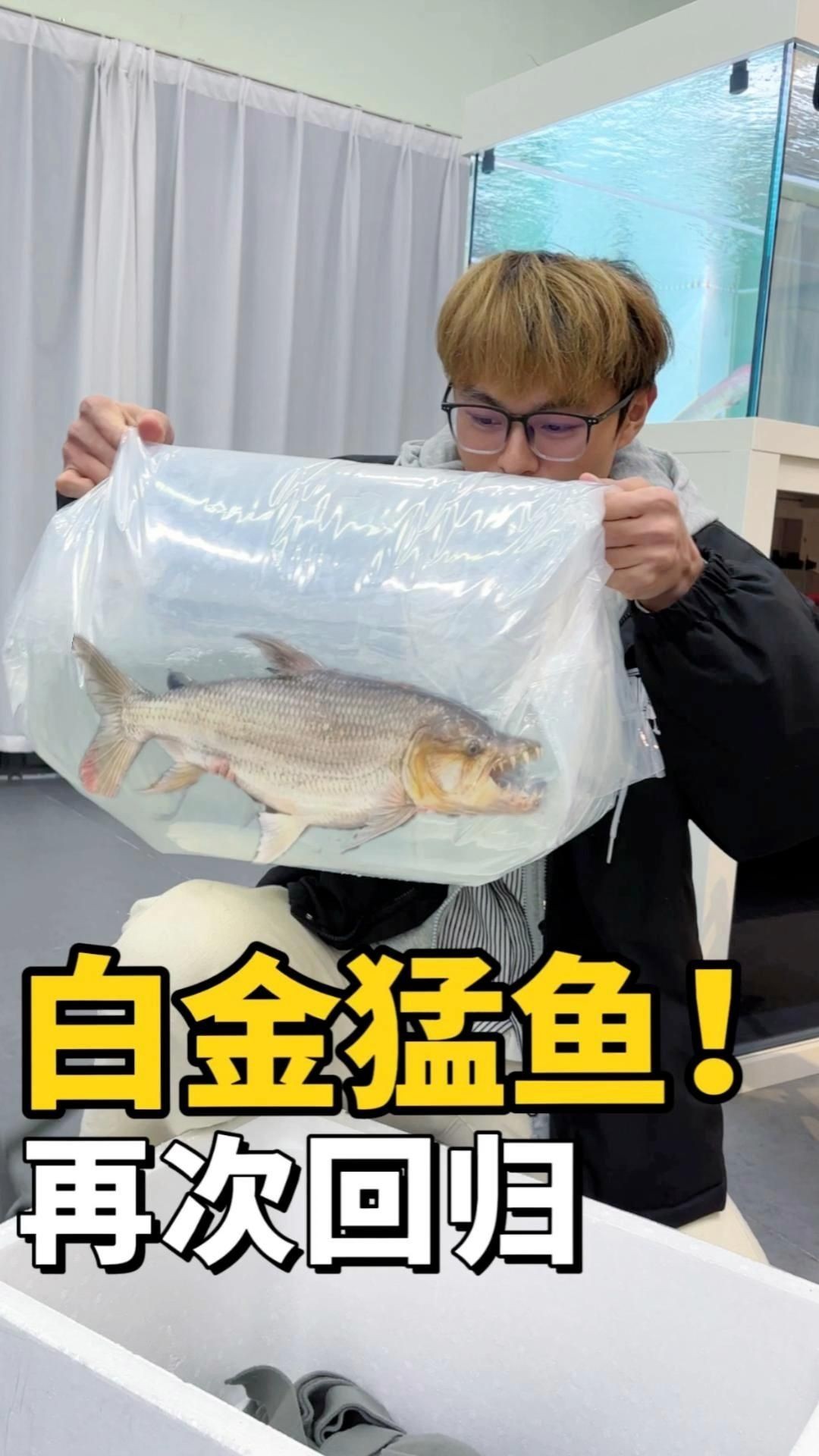開個觀賞魚店需要多少錢：開一家三湖慈鯛魚店要多少錢餐飲加盟揭秘創業新熱點