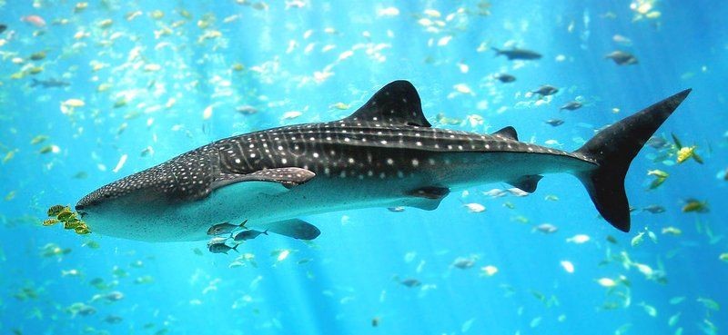 海豚和鯊魚誰更厲害：海豚與鯊魚有什么區別？