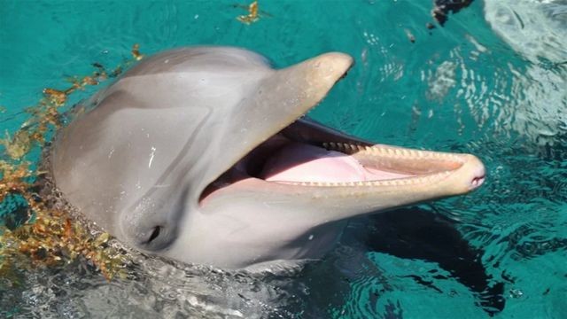 海豚和鯊魚誰更厲害：海豚與鯊魚有什么區別？