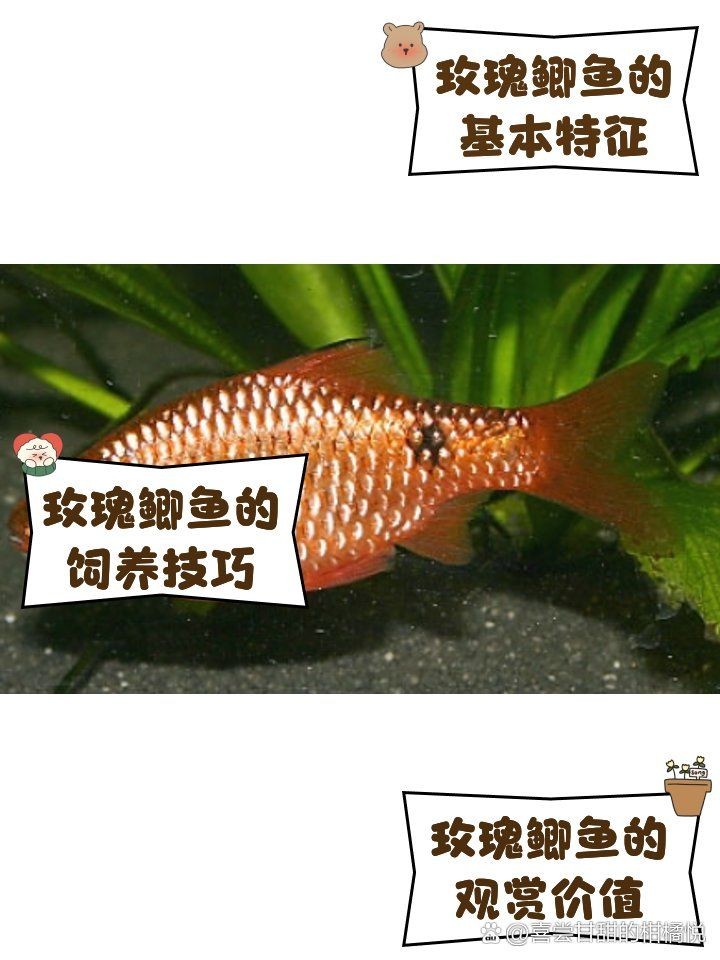金元寶魚多久繁殖一次：關(guān)于金元寶魚的繁殖