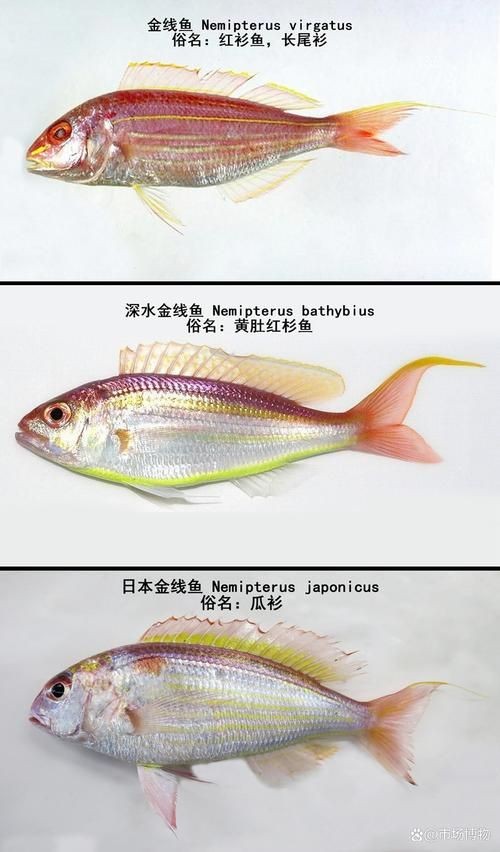 金雙線魚圖片：*《雙線魚圖片》金雙線魚能和什么魚混養有什么注意事項