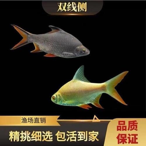 金雙線魚圖片：*《雙線魚圖片》金雙線魚能和什么魚混養有什么注意事項