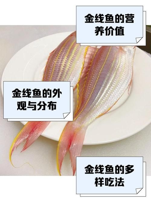 金雙線魚圖片：*《雙線魚圖片》金雙線魚能和什么魚混養有什么注意事項