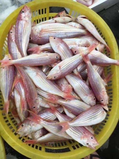 金雙線魚圖片：*《雙線魚圖片》金雙線魚能和什么魚混養有什么注意事項