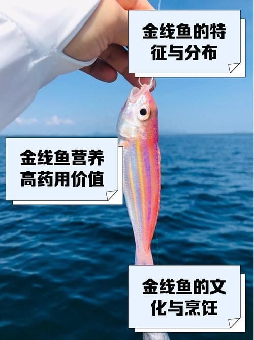 金雙線魚圖片：*《雙線魚圖片》金雙線魚能和什么魚混養有什么注意事項