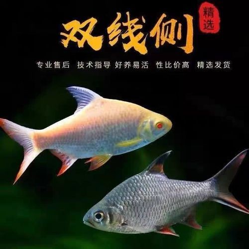 金雙線魚圖片：*《雙線魚圖片》金雙線魚能和什么魚混養有什么注意事項