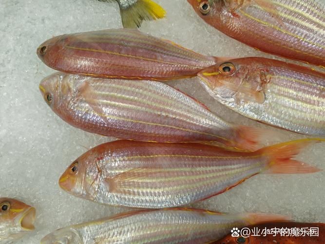 金雙線魚圖片：*《雙線魚圖片》金雙線魚能和什么魚混養有什么注意事項