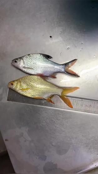 金雙線魚圖片：*《雙線魚圖片》金雙線魚能和什么魚混養有什么注意事項