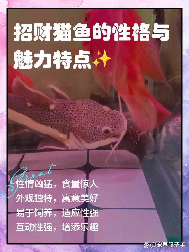 金絲貓魚是兇還是吉的：關于金絲貓魚的一些小知識