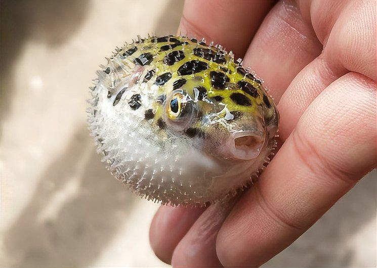 狗頭河豚和什么魚混養(yǎng)：狗頭河豚怎么混養(yǎng)