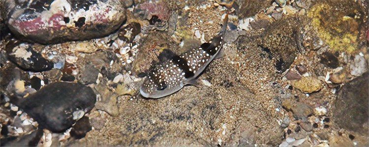 狗頭河豚和什么魚混養(yǎng)：狗頭河豚怎么混養(yǎng)