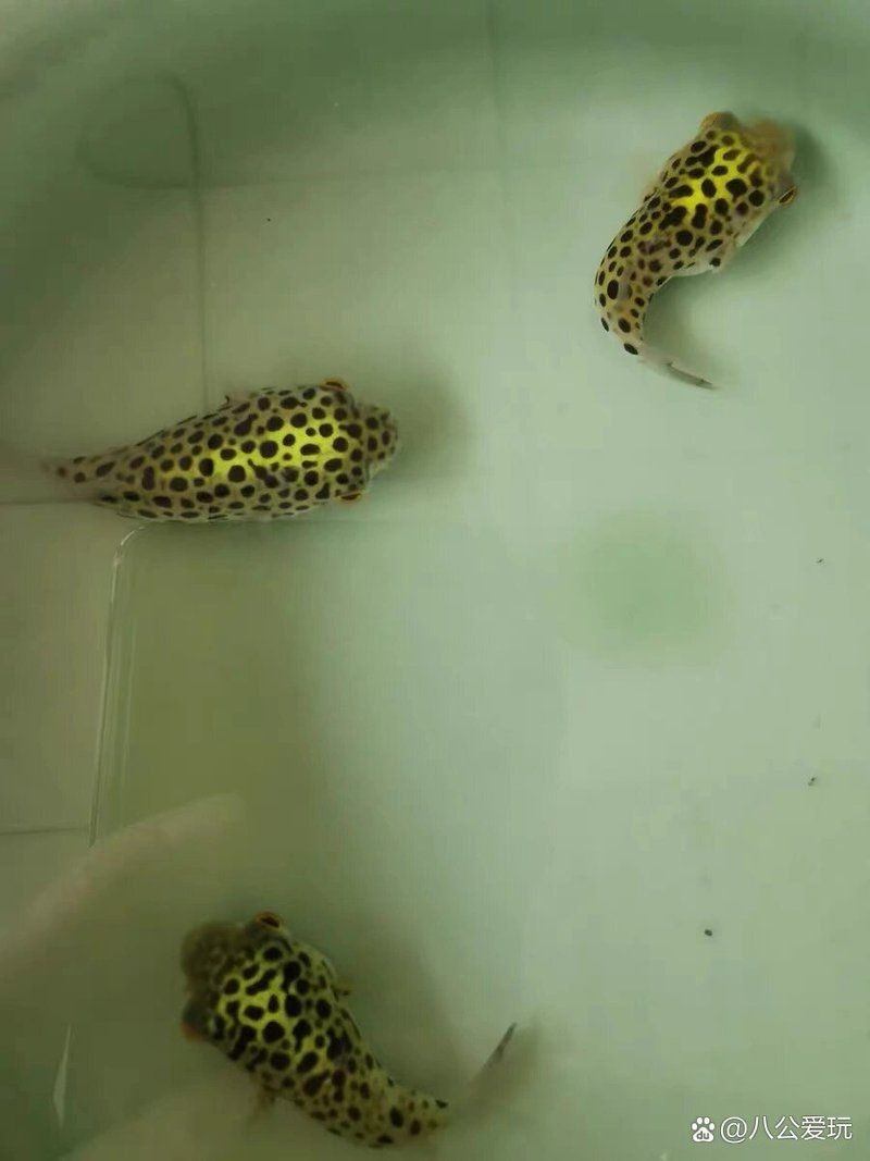狗頭河豚和什么魚混養(yǎng)：狗頭河豚怎么混養(yǎng)