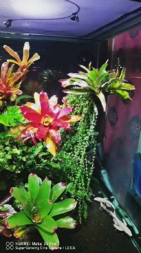 喀什水族店：喀什市精靈水族館