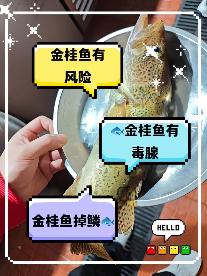 桂花魚為何盡量少吃：桂花魚為什么不能吃？