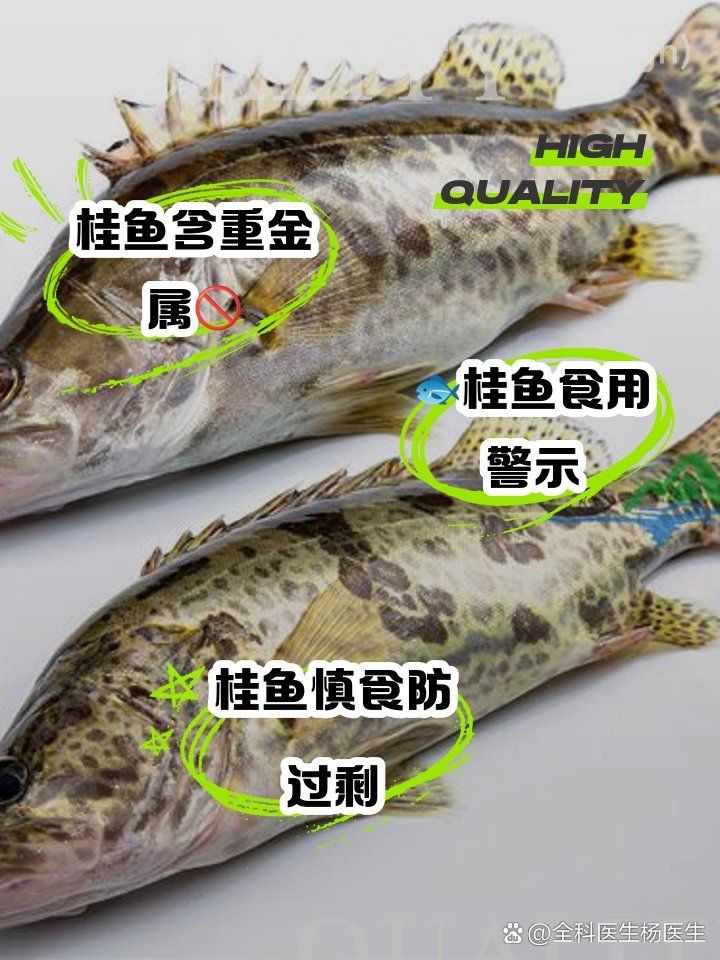 桂花魚為何盡量少吃：桂花魚為什么不能吃？