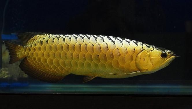 金頭過背金龍魚能長到五十厘米嗎圖片：觀賞魚世界，金頭過背金龍魚
