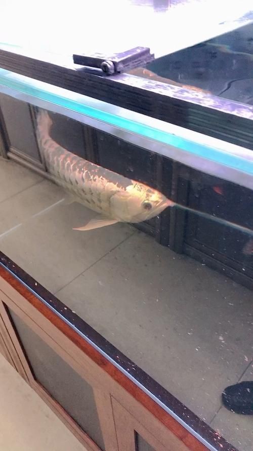 金頭過背金龍魚能長到五十厘米嗎圖片：觀賞魚世界，金頭過背金龍魚