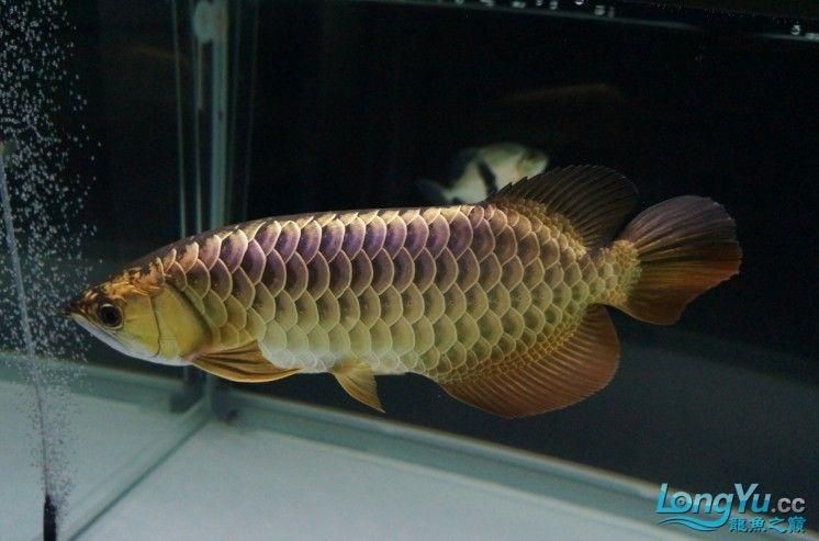 金頭過背金龍魚能長到五十厘米嗎圖片：觀賞魚世界，金頭過背金龍魚